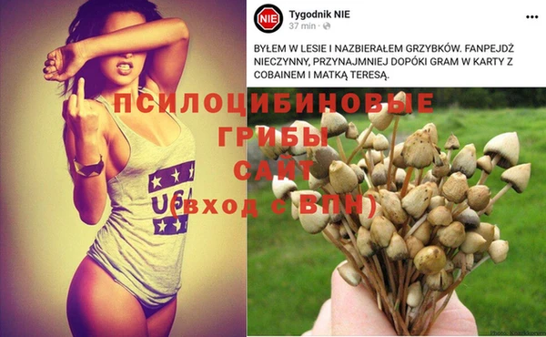 прущие грибы Абдулино